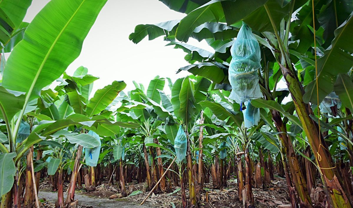 Muz Ne Zaman Yetişir? Olgunlaşma ve Toplama Zamanları