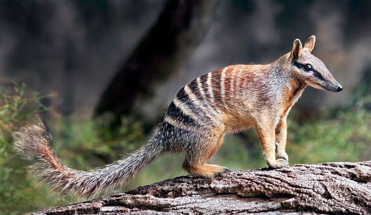 N ile Hayvan - N Harfi İle Başlayan Hayvan İsimleri