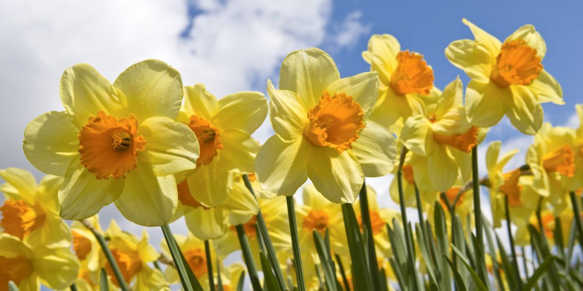 Nergis Çiçeğinin Anlamı ve Hikayesi