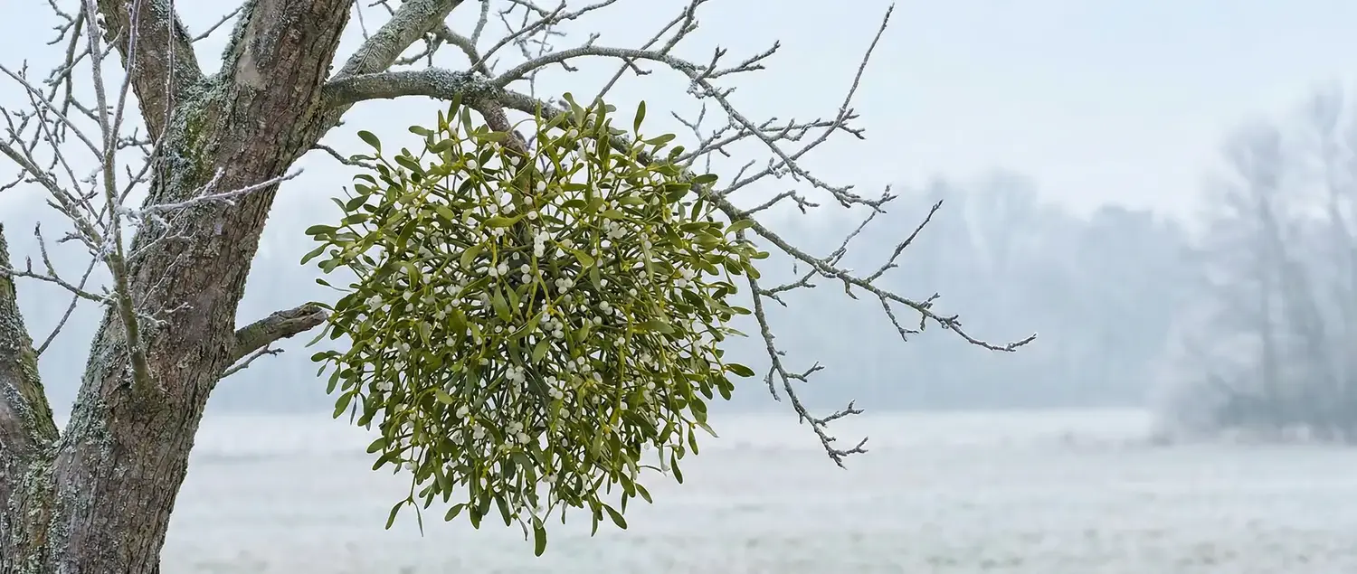 Ökse Otu Nedir? Ökse Otu Faydaları ve Tüketimi