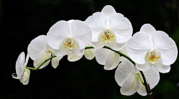 Orkidelerin Anlamları: Beyaz, Mor, Mavi ve Diğer Orkide Çeşitlerinin Anlamı