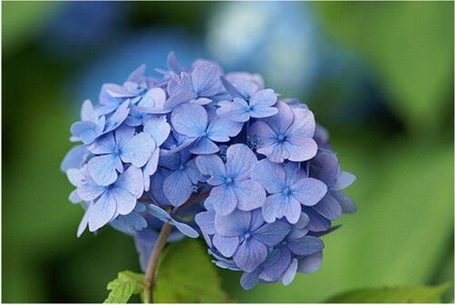 Ortanca Çiçeği Bakımı, Renk Değişimi ve Çoğaltımı