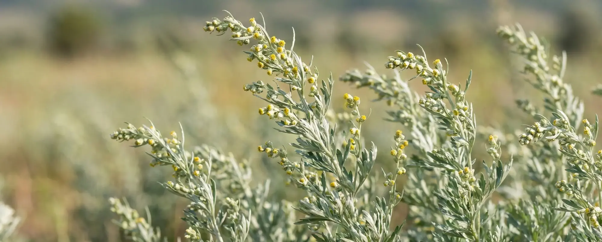 Pelin Otu Faydaları ve Yan Etkileri Nelerdir?