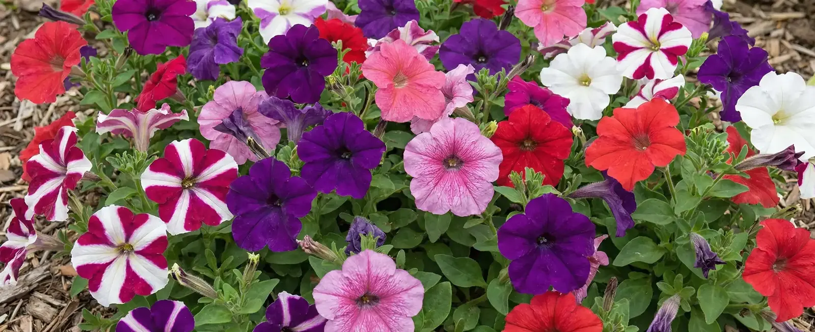 Petunya Çiçeği Bakımı Nasıl Yapılır? Petunya Nasıl Çoğaltılır?