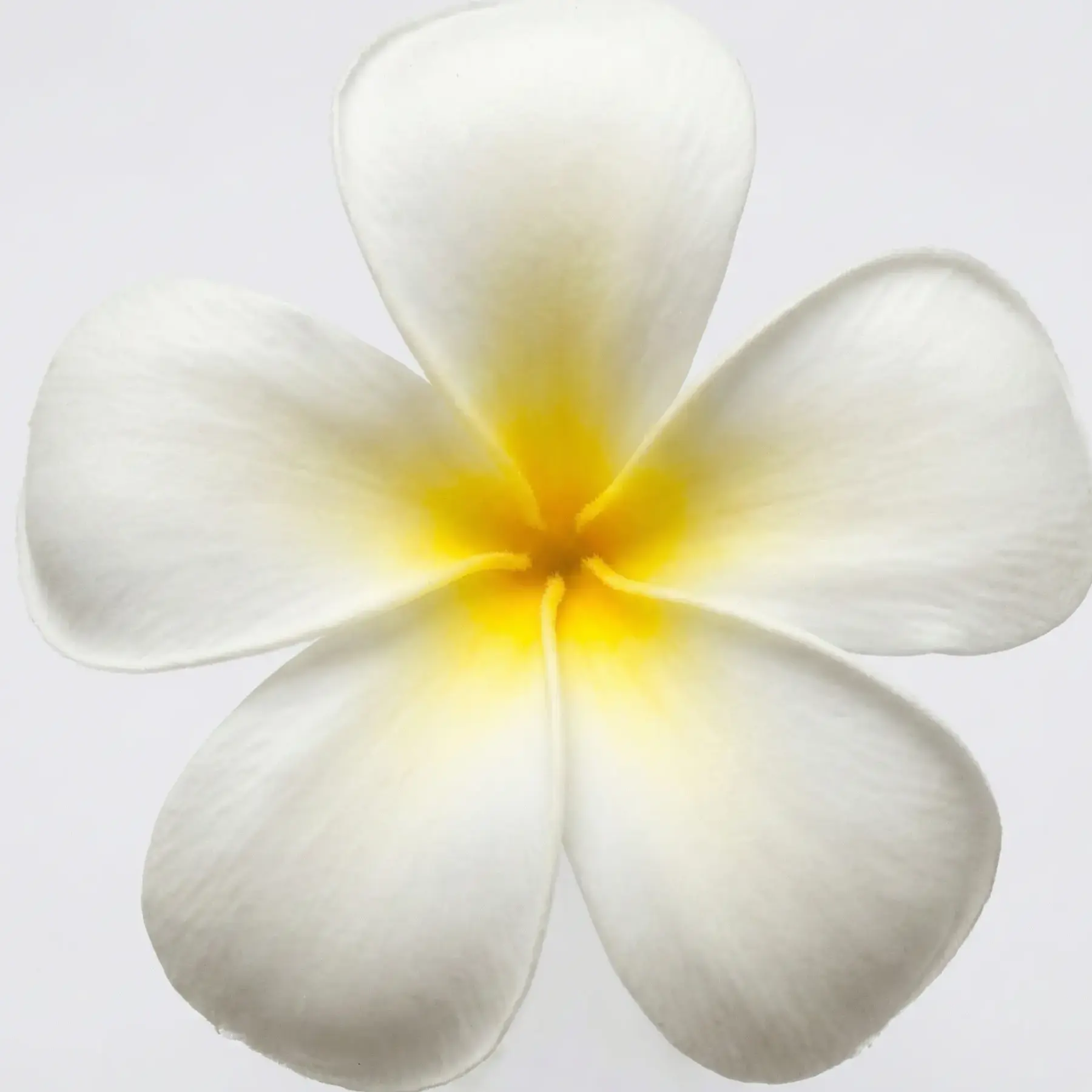 Plumeria Çiçeği