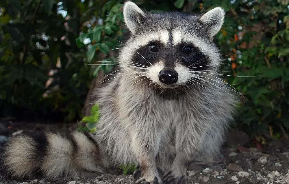 R ile Hayvan - R Harfi İle Başlayan Hayvan İsimleri