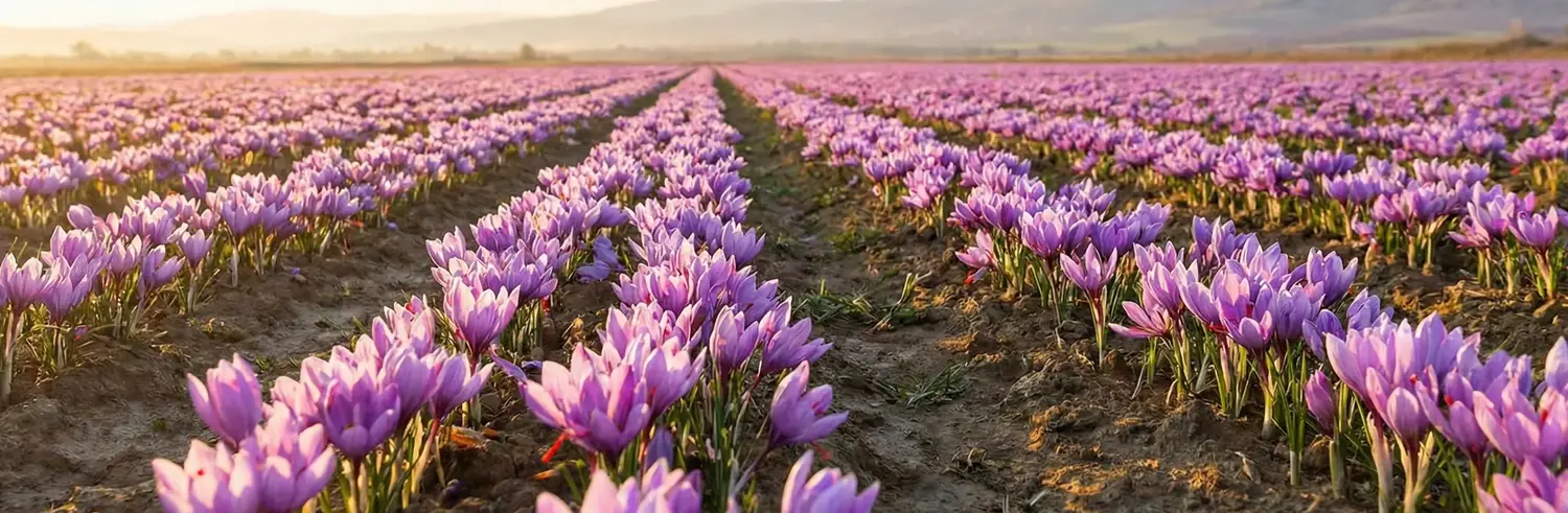 Safran Bitkisi Nedir? Safran Bitkisi Nerede Yetişir?