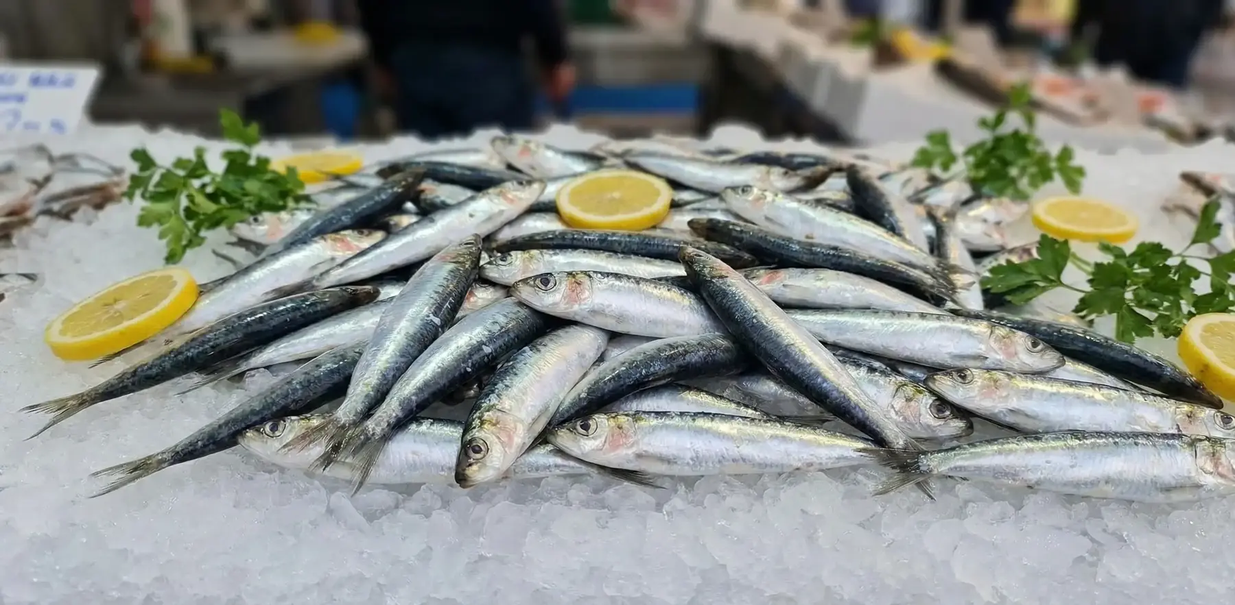 Sardalya Nasıl Pişirilir? Sardalya Tüketmenin Faydaları Nelerdir?