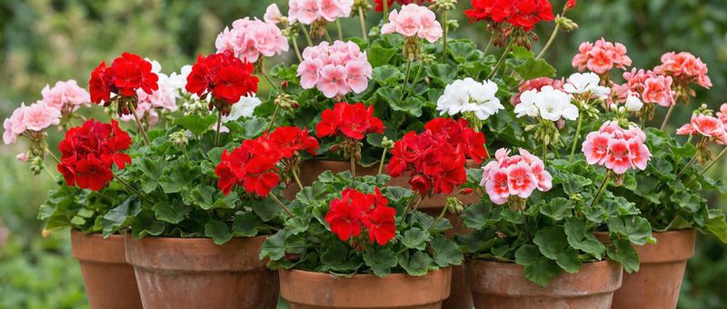 Sardunya Çiçeği Nedir? Sardunya Çiçeği Bakımı Nasıl Yapılır?