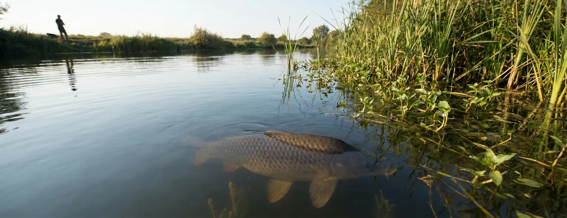 Sazan Balığı Nedir? Sazan Balığı Nasıl Pişirilir?