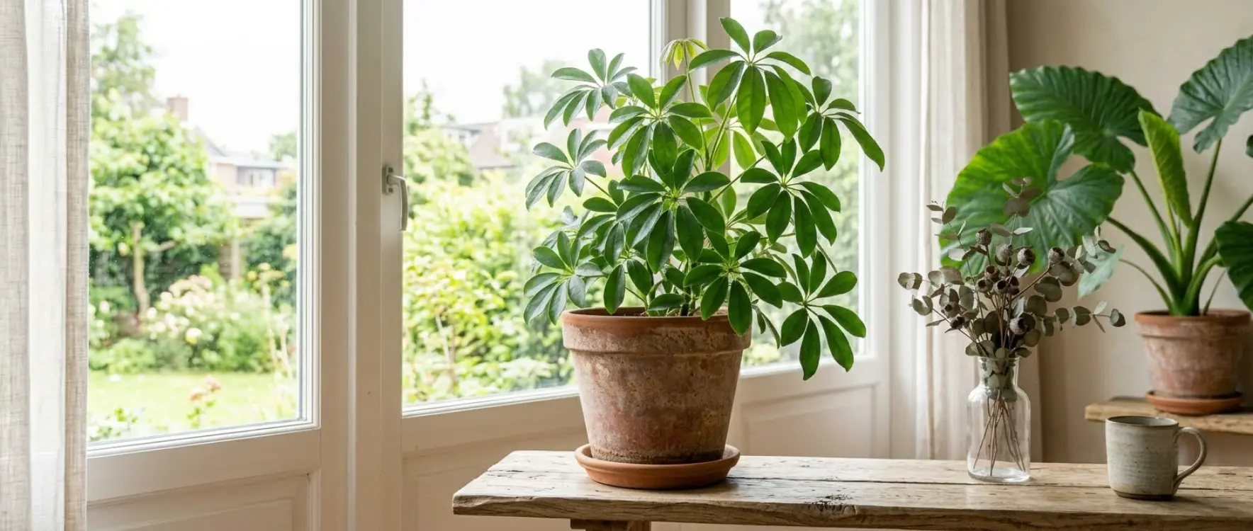 Şeflera Çiçeği Bakımı ve Çoğaltma Yöntemleri