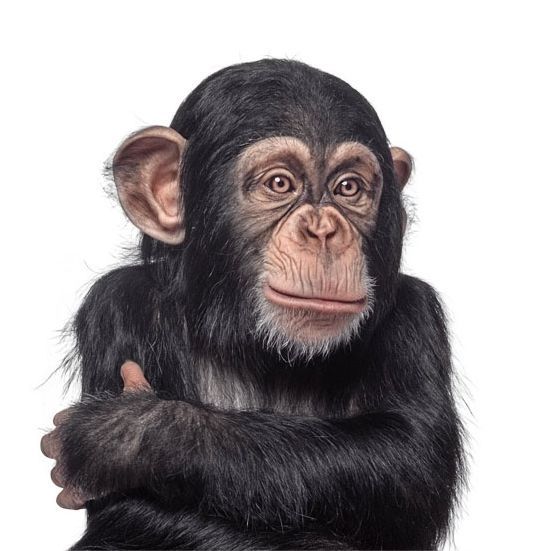 Şempanze