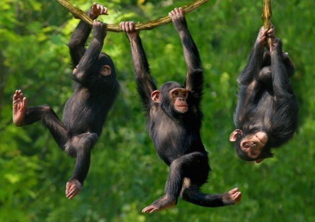 Ş ile Hayvan - Ş Harfi İle Başlayan Hayvan İsimleri