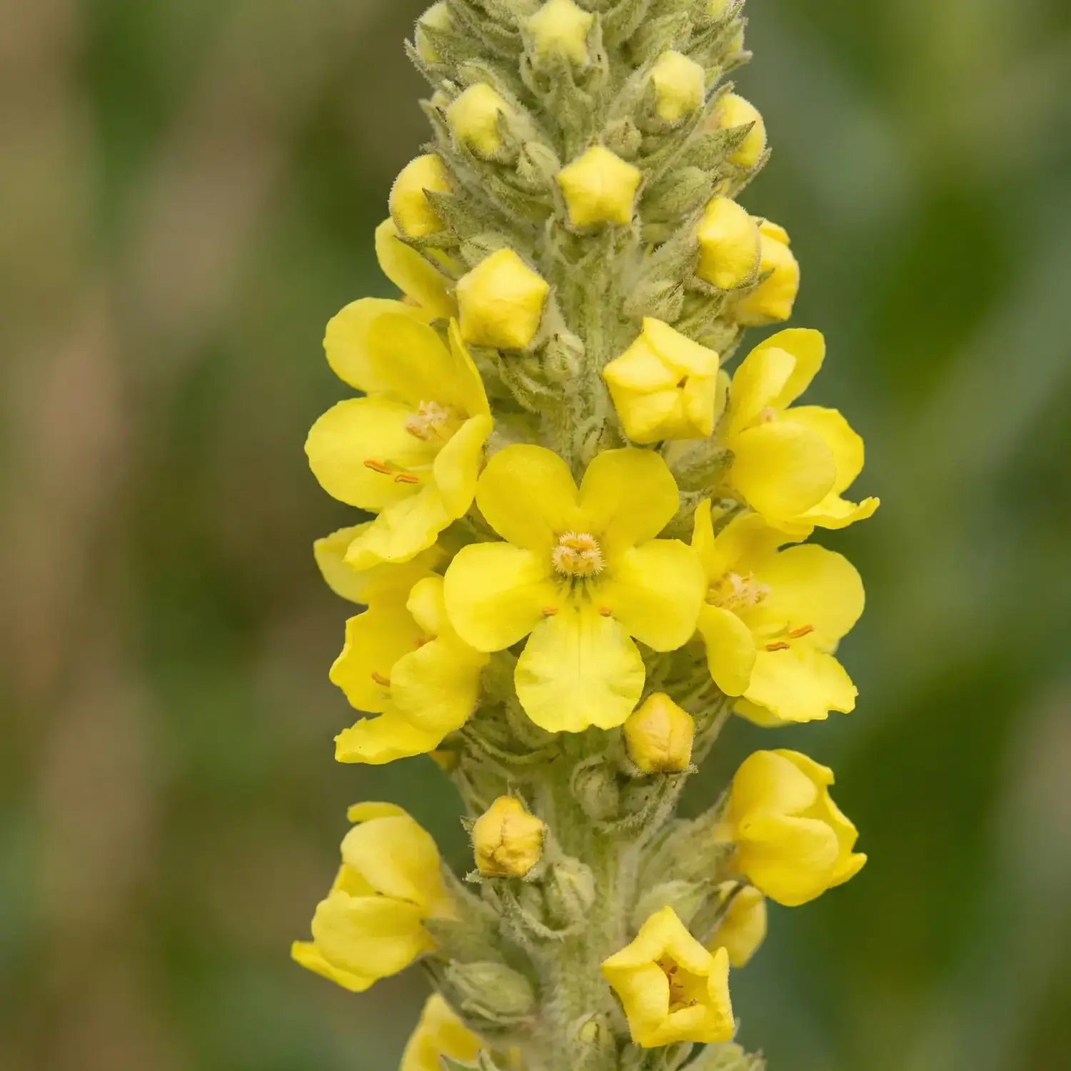Sığır Kuyruğu Otu