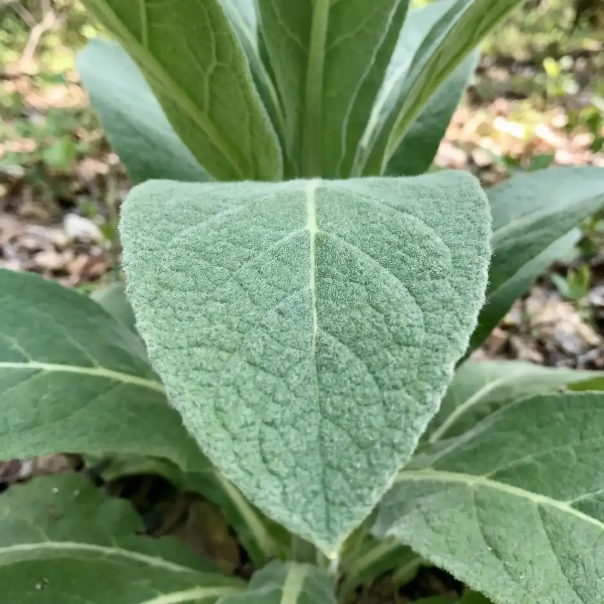 Sığır Kuyruğu Otu