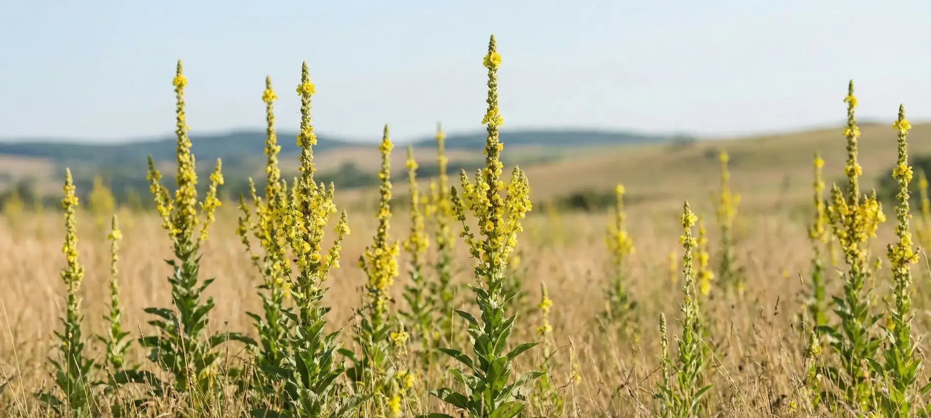 Sığır Kuyruğu Otu Nedir? Sığır Kuyruğu Otunun Faydaları Nelerdir?