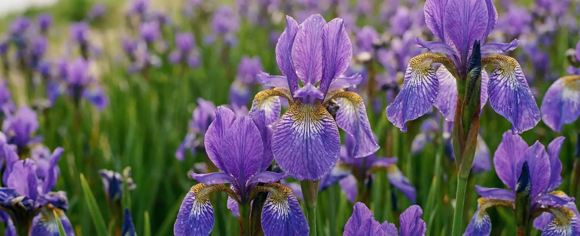 Gökkuşağının Simgesi Süsen Çiçeğinin Bakımı ve Özellikleri