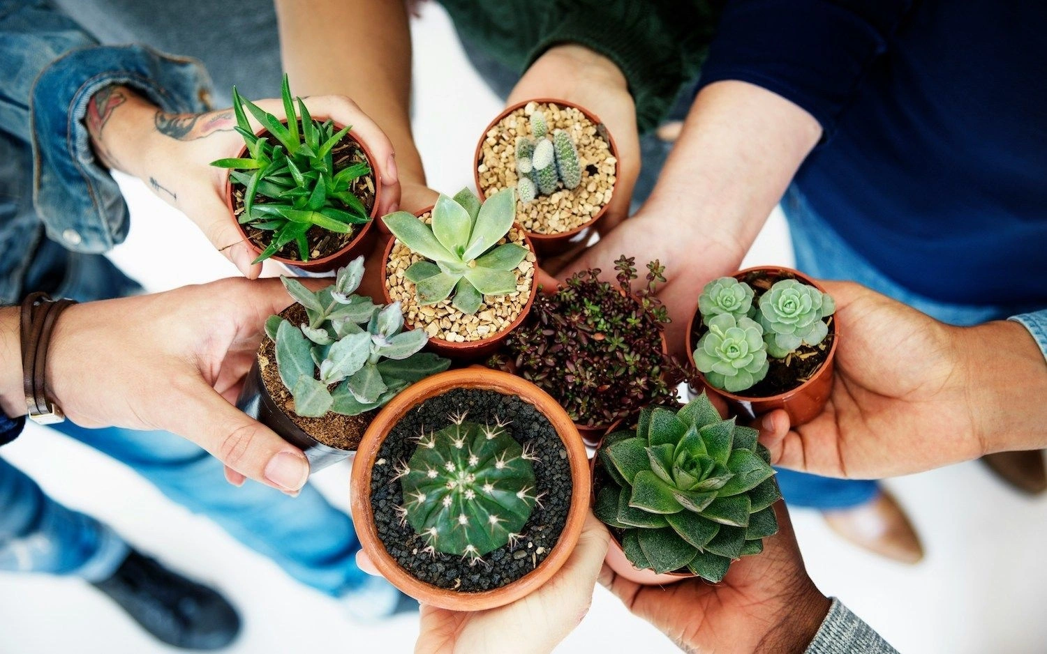 Sukulent Bakımı Püf Noktaları