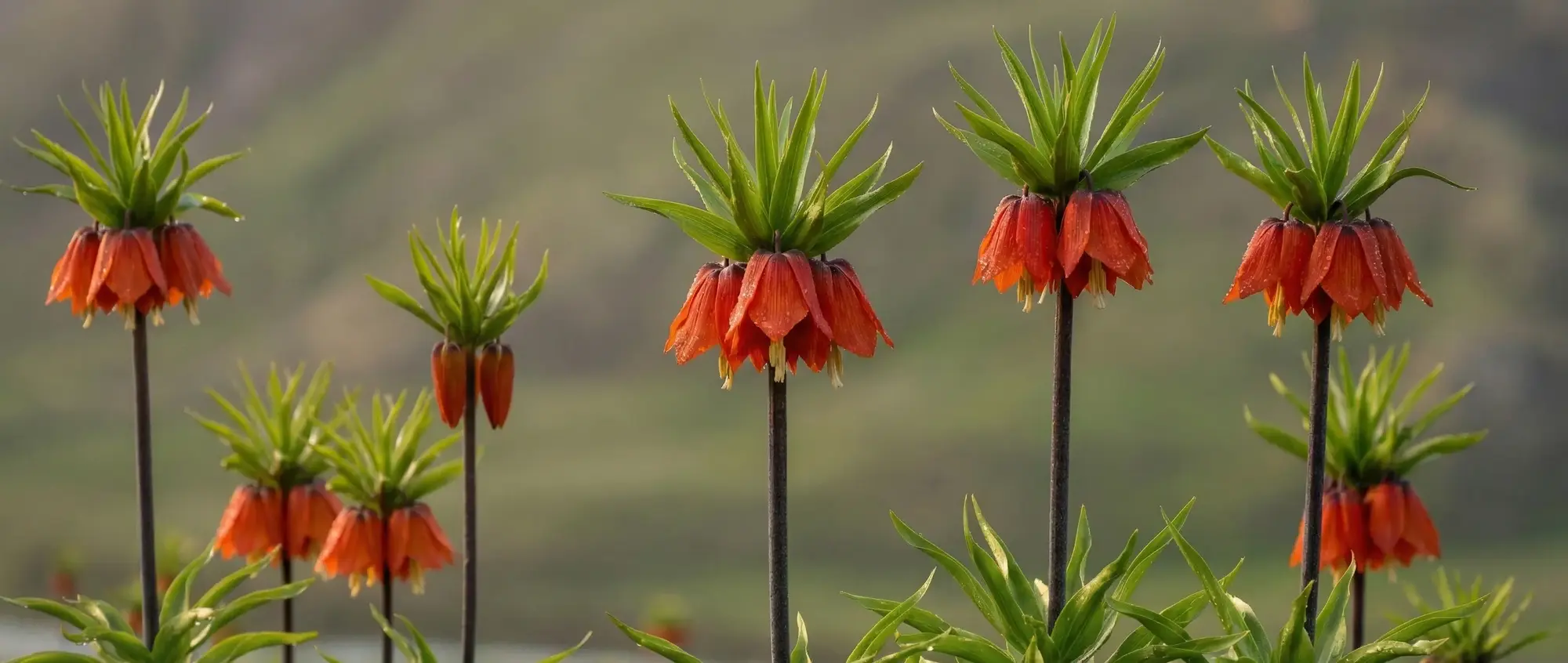T ile Bitki - T Harfi ile Başlayan Bitkiler Hangileridir?