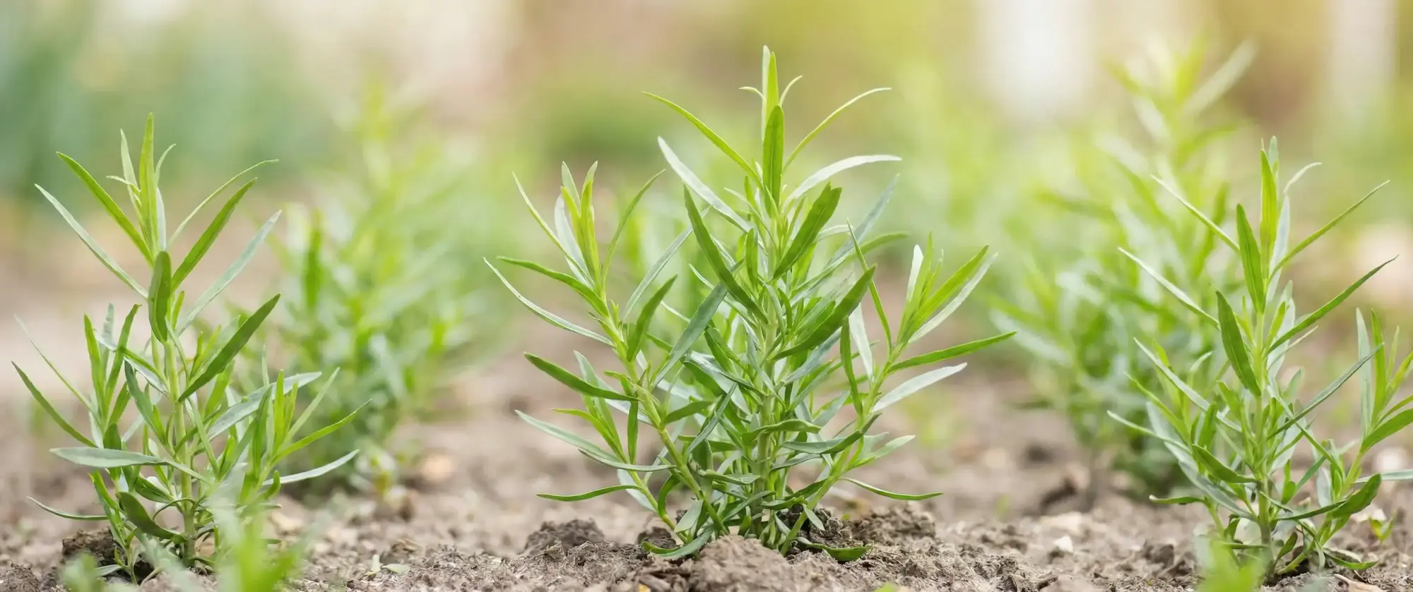 Mutfakların Keskin Kokulu Sırrı: Tarhun Otu ve Sağlığa Etkileri