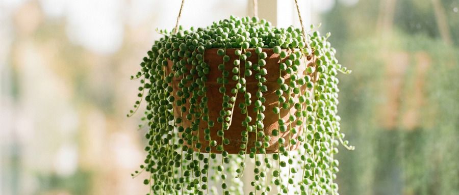 Tesbih Çiçeği Nedir - Tesbih Çiçeği Bakımı Nasıl Yapılır?