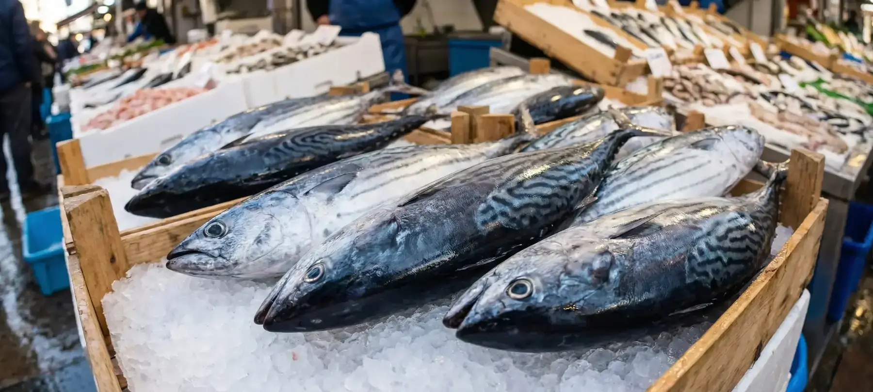 Torik Balığı Nedir? Torik Lakerda Nasıl Yapılır ve Torik Nasıl Pişirilir?