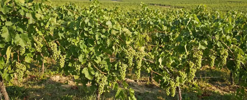 Üzüm Hangi Mevsimde Yetişir? Üzüm Nerede Yetişir?