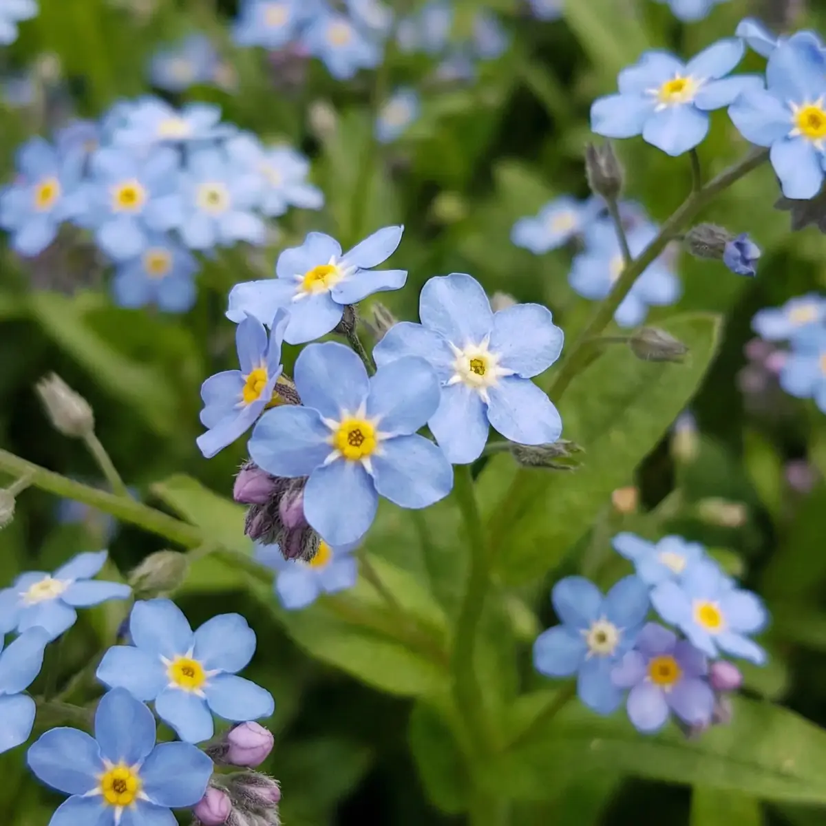Unutma Beni Çiçeği