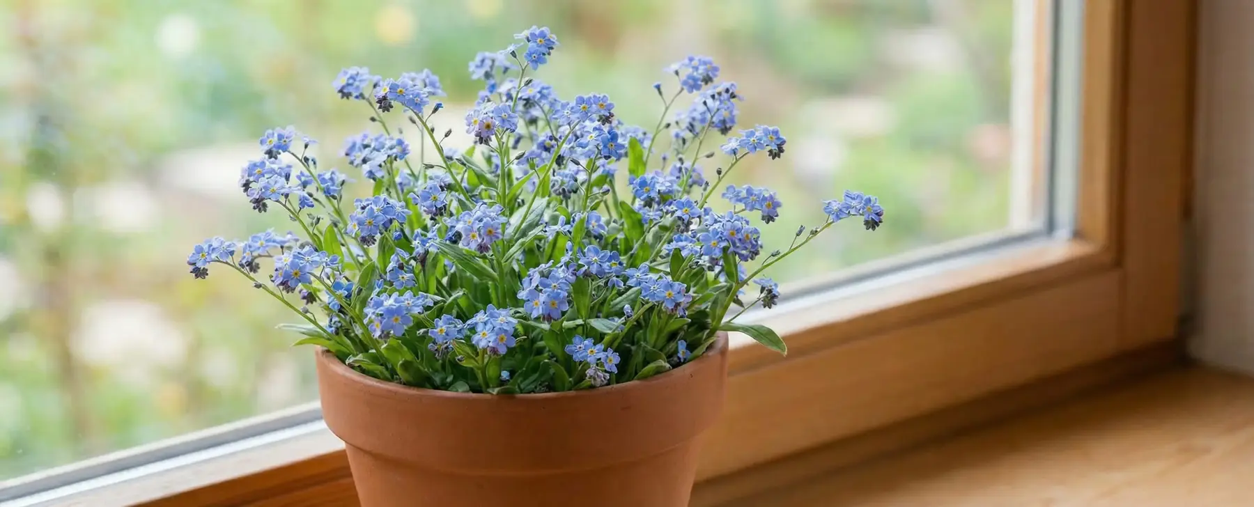 Unutma Beni Çiçeği - Unutmabeni Çiçeğinin Hikayesi ve Bakımı