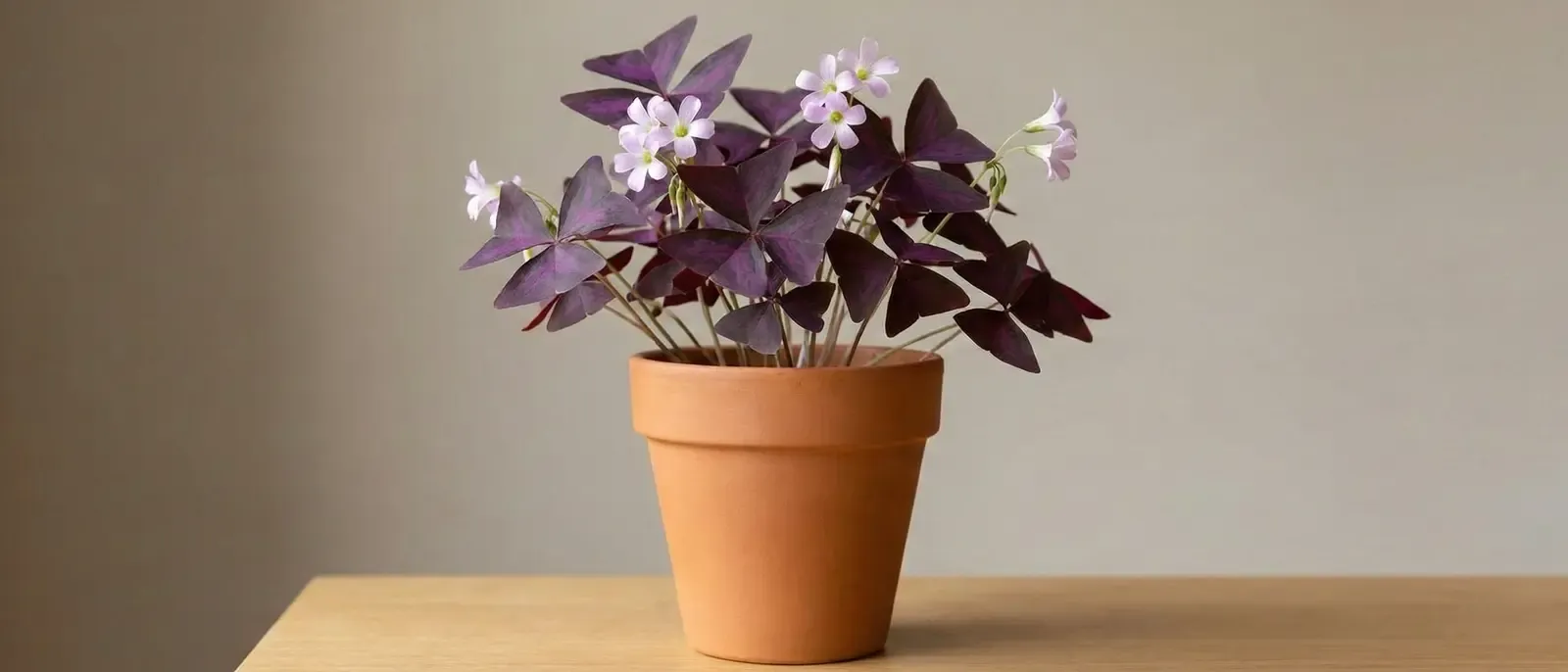 Uyku Çiçeği (Süs Yoncası) Bakımı - Uyku Çiçeğinin Faydaları