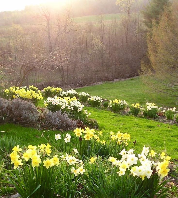 Yabani Nergis Çiçeği
