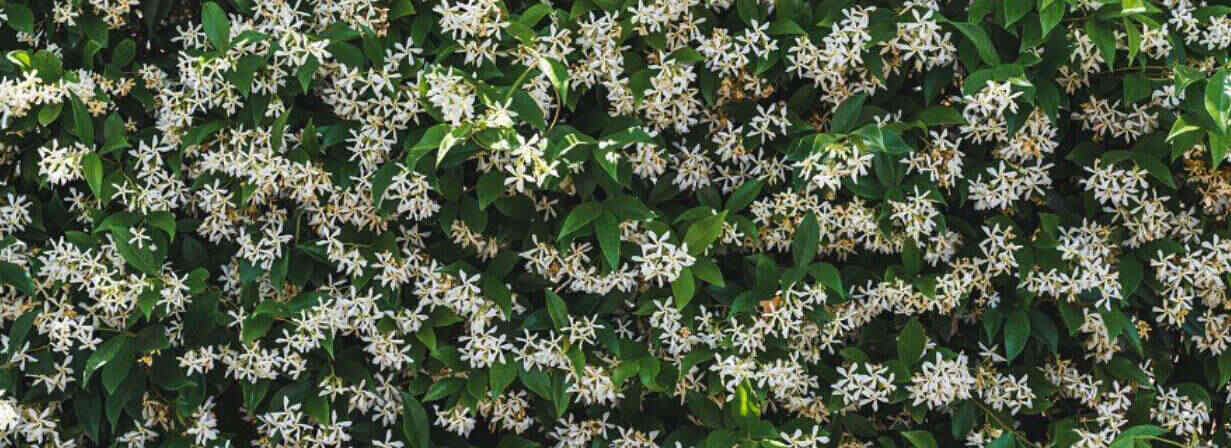 Yasemin Çiçeği: Anlamı, Bakımı ve Çeşitleri