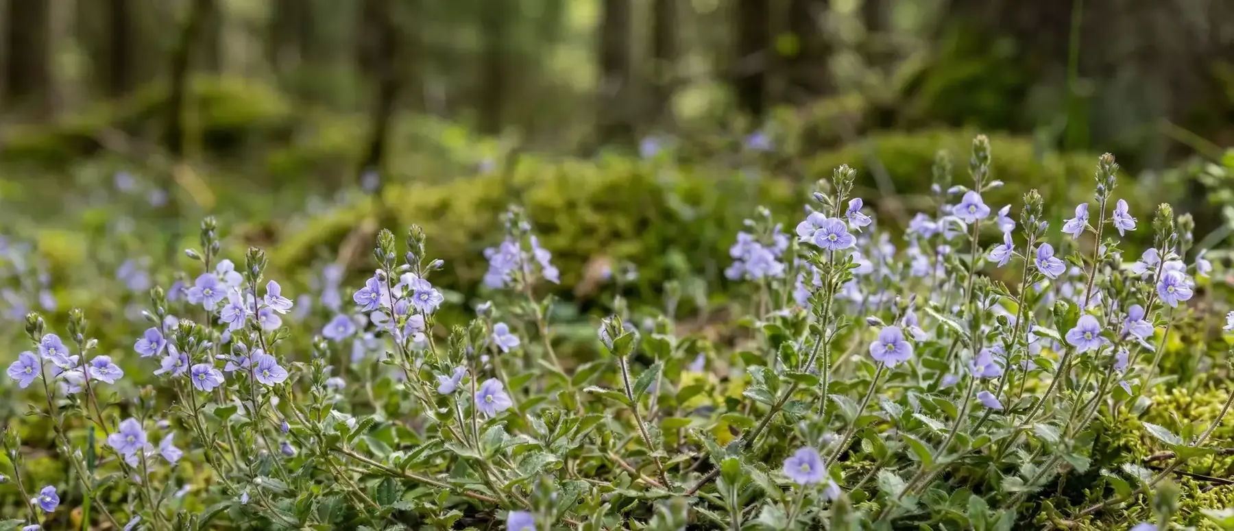 Yavşan Otu Nedir? Yavşan Otu Faydaları Nelerdir?