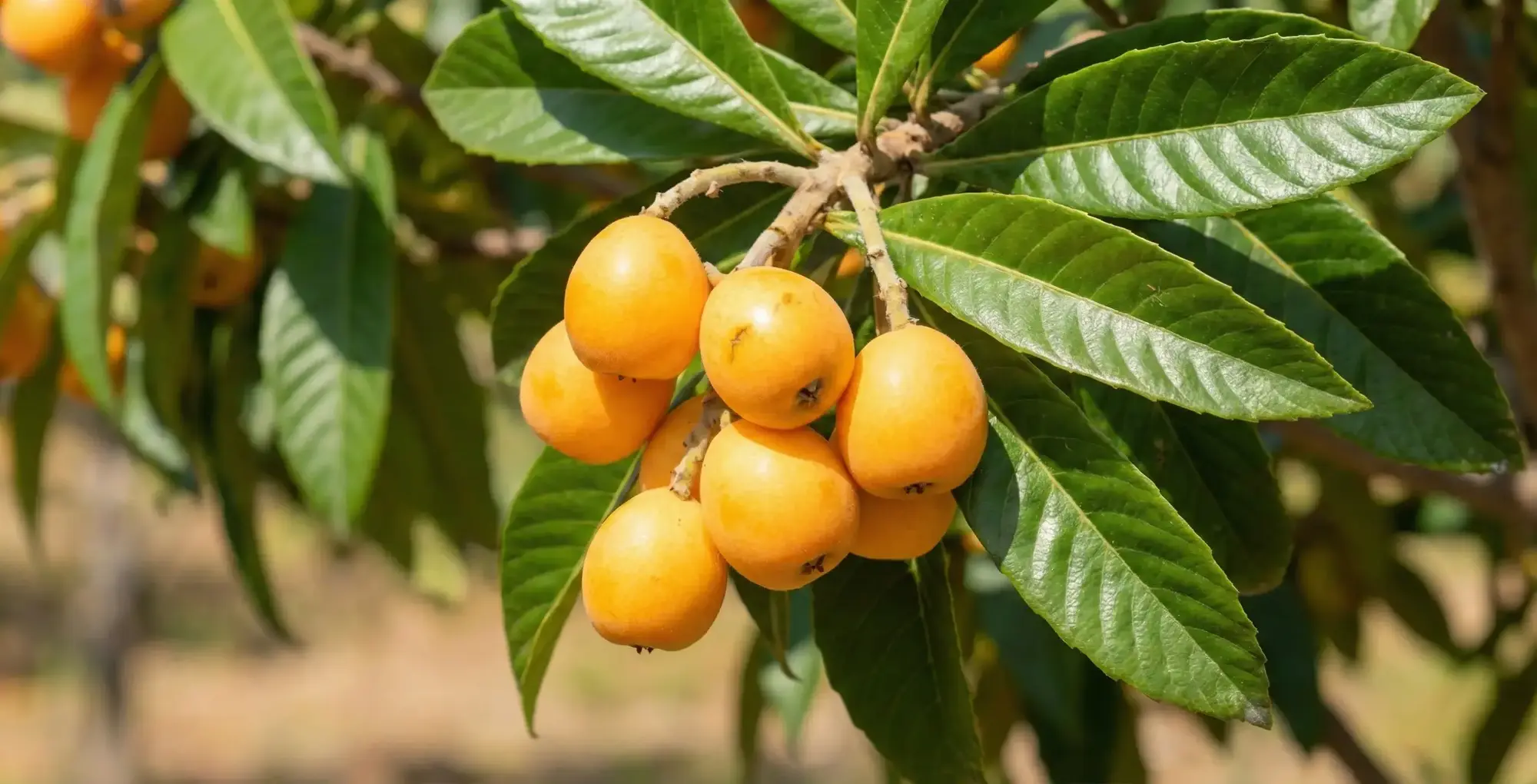 Yeni Dünya (Malta Eriği) Meyvesi Nedir? Yeni Dünyanın Faydaları ve Zararları