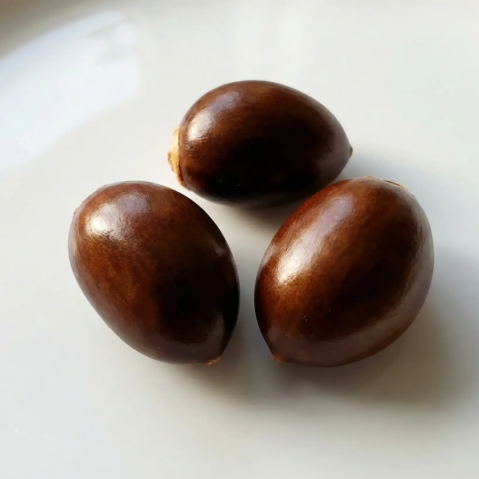 Yeni Dünya Meyvesinin Çekirdekleri