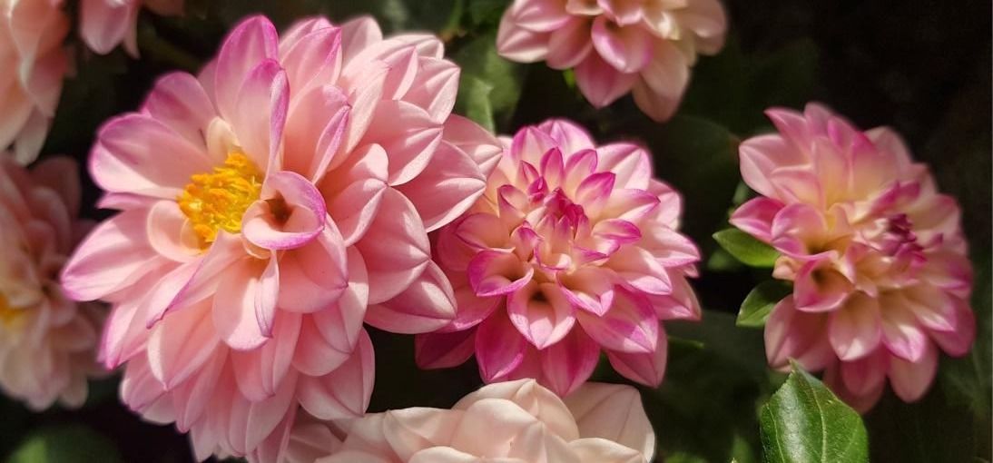 Yıldız Çiçeği Bakımı Nasıl Yapılır? Yıldız Çiçeği Faydaları