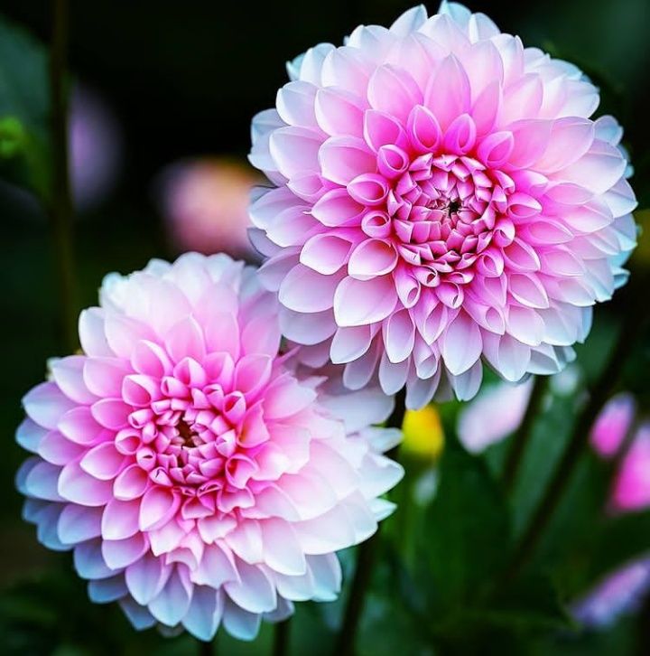 Pembe Yıldız Çiçeği