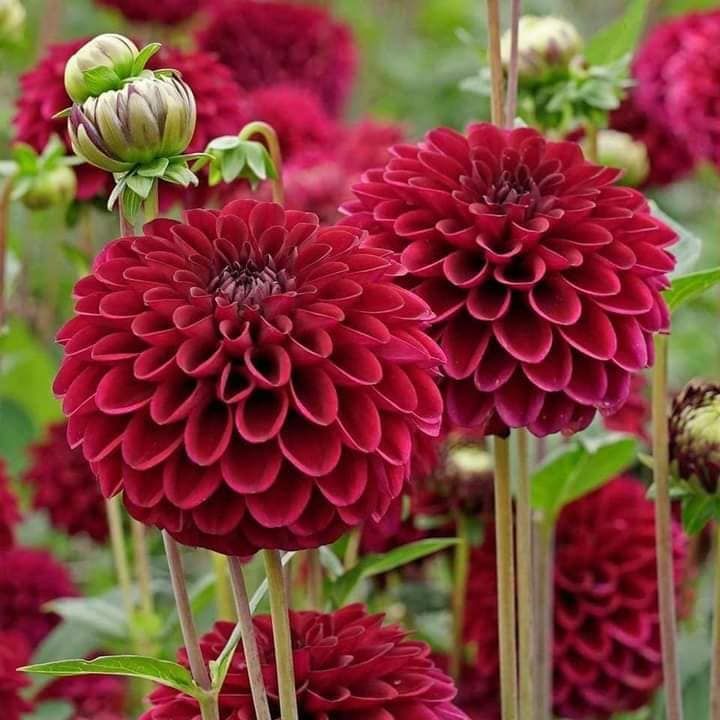 Kırmızı Yıldız Çiçeği