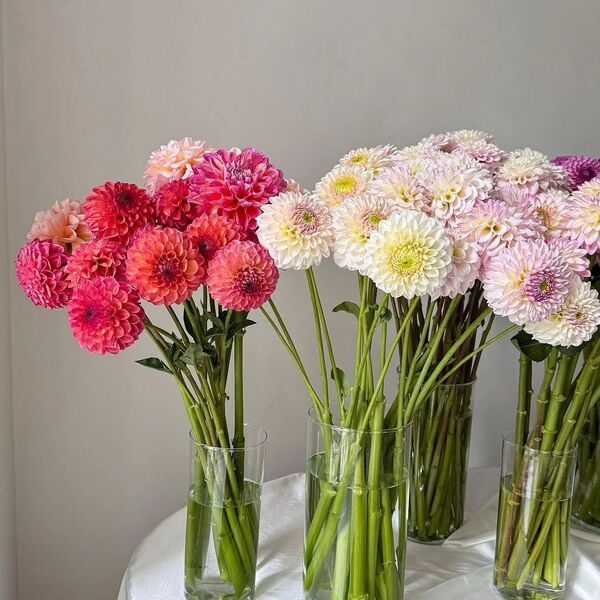 Saksıda Yıldız Çiçeği