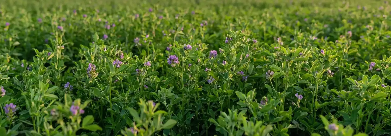 Yonca Bakımı Nasıl Olur? Yoncanın Anlamı ve Hikayesi