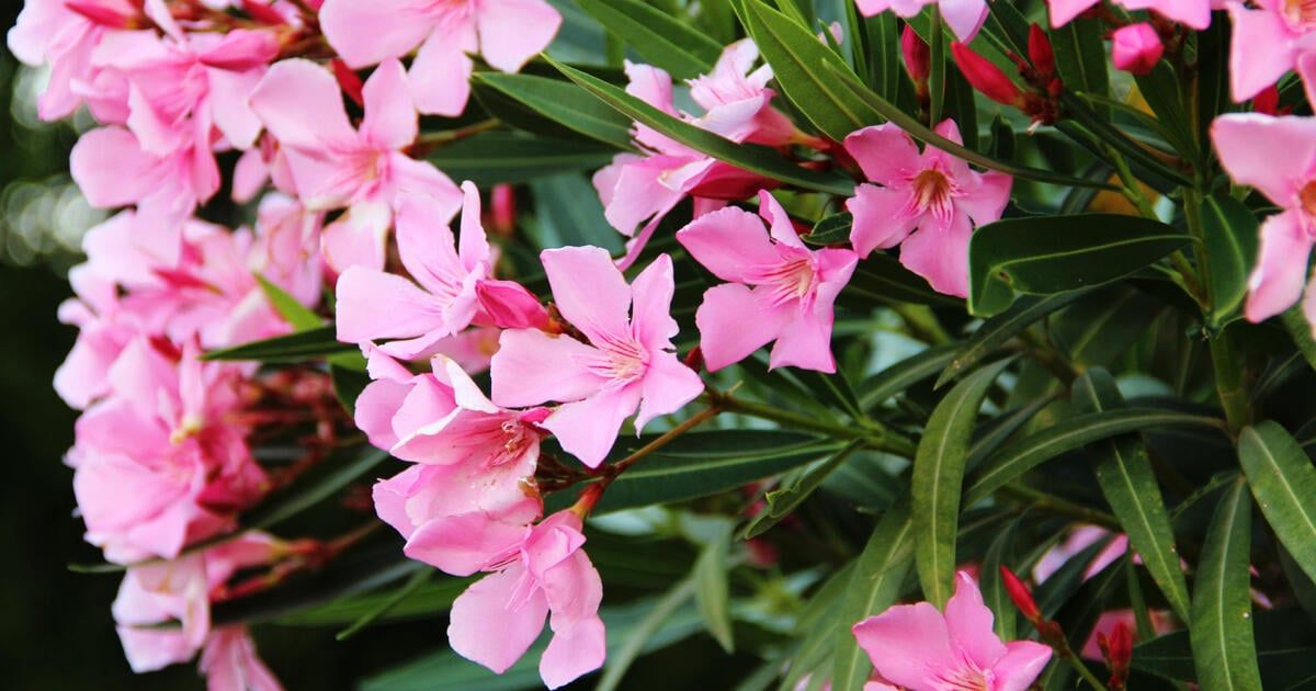 Zakkum Çiçeği Nedir? Zakkum Çiçeği Nasıl Bakılır?