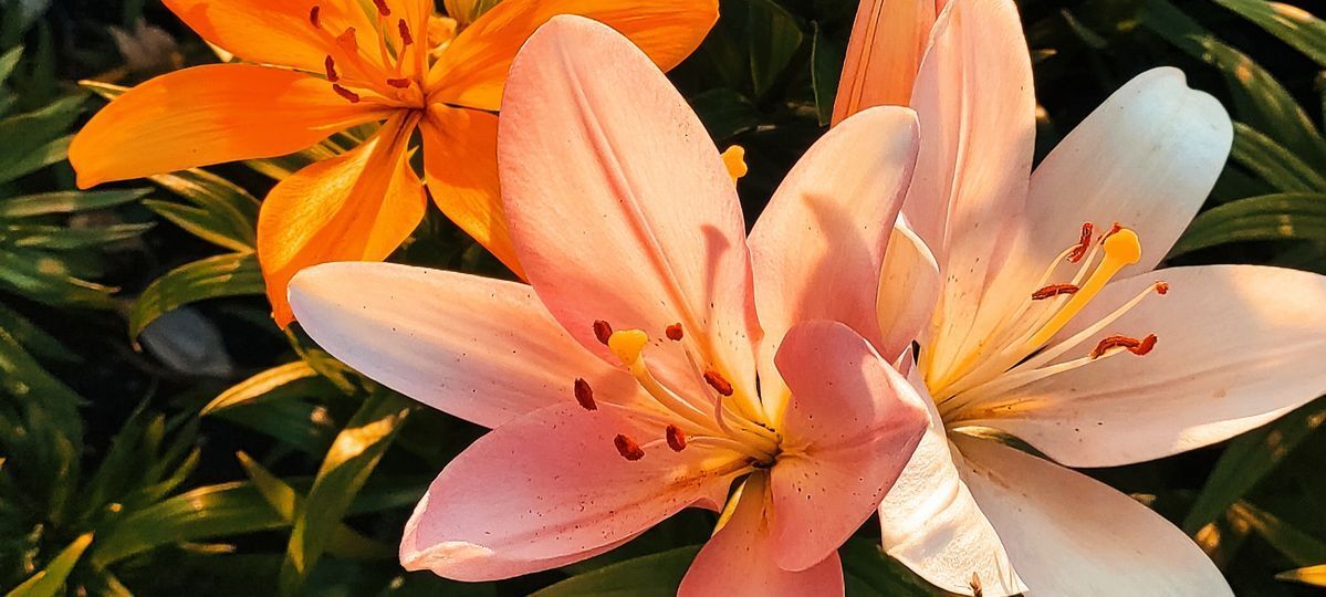 Zambak Çiçeği: Türleri, Anlamı ve Bakım İpuçları