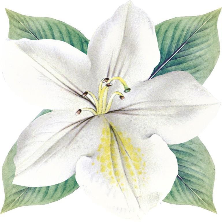 Maxxdeco Supla Servis-11423