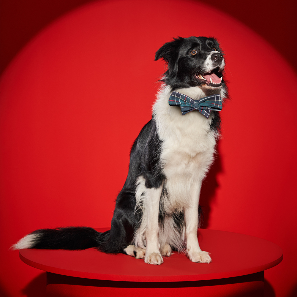 Karaca Home X Pati Holly Yeşil Köpek Boyun Tasması ( M ) görseli 1
