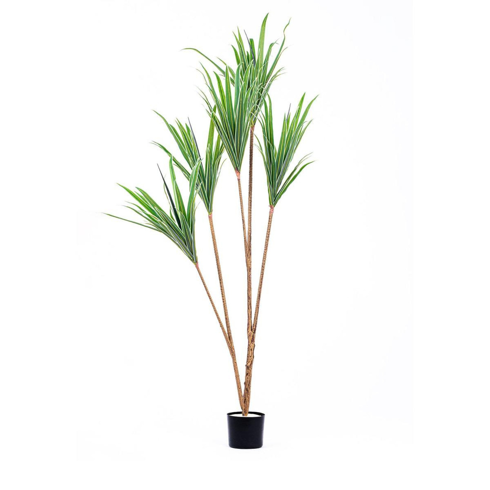 The Mia Dracaena Yapay Ağaç 4 Dallı 180 Cm görseli 1