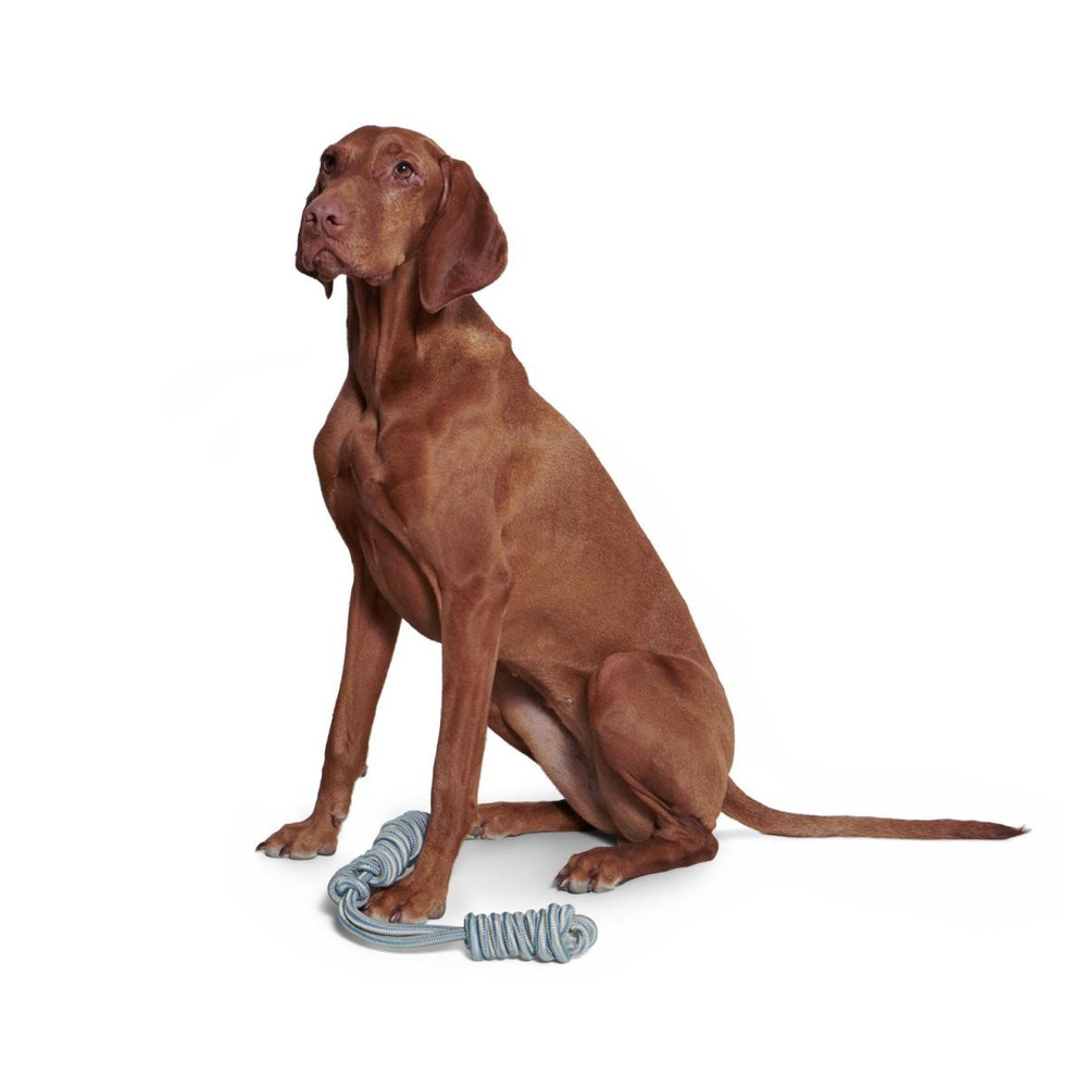 Tchibo Köpek Oyuncağı Bej-mavi görseli 2