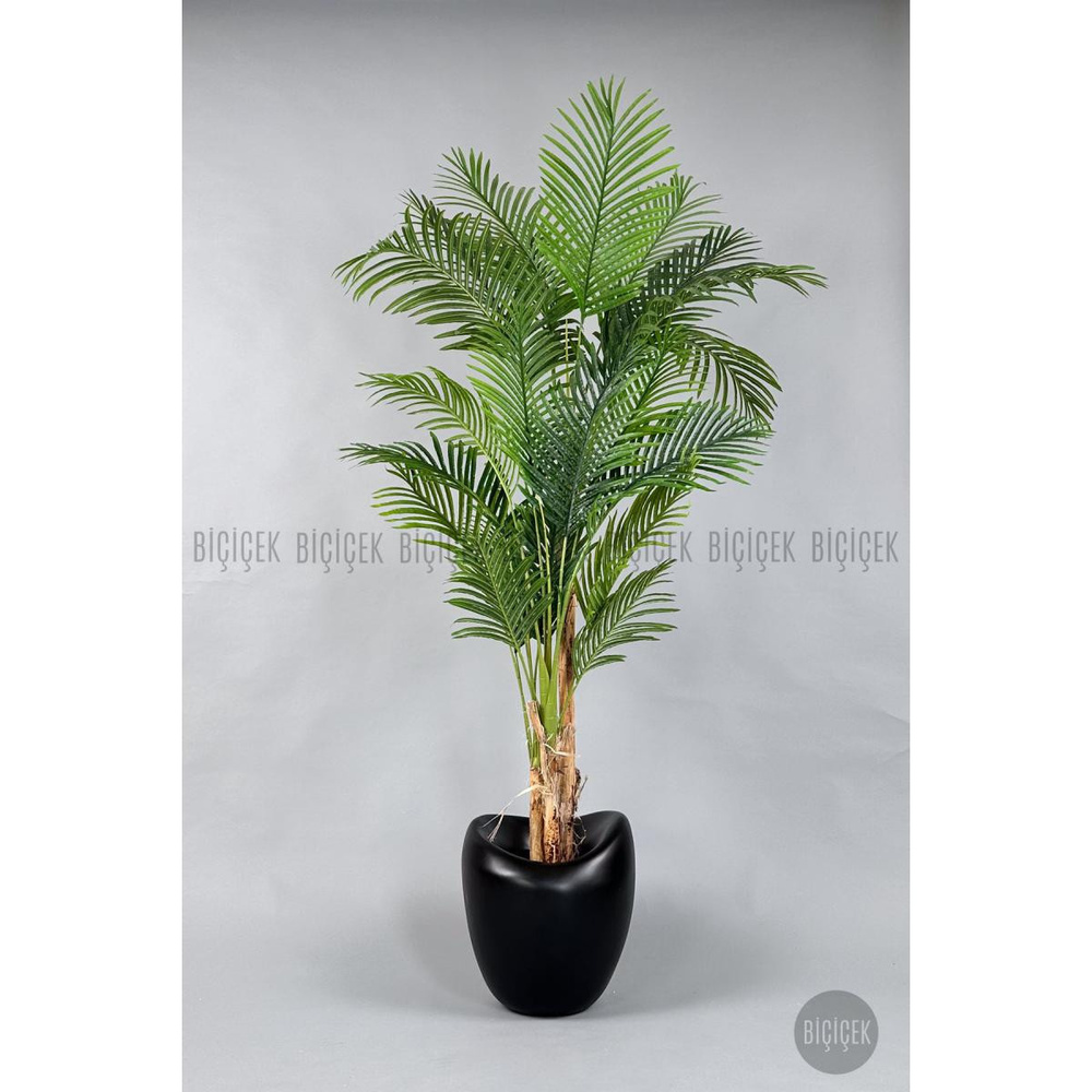 Biçiçek Areka Ağacı 220-240 Cm Siyahfiber1 görseli 5