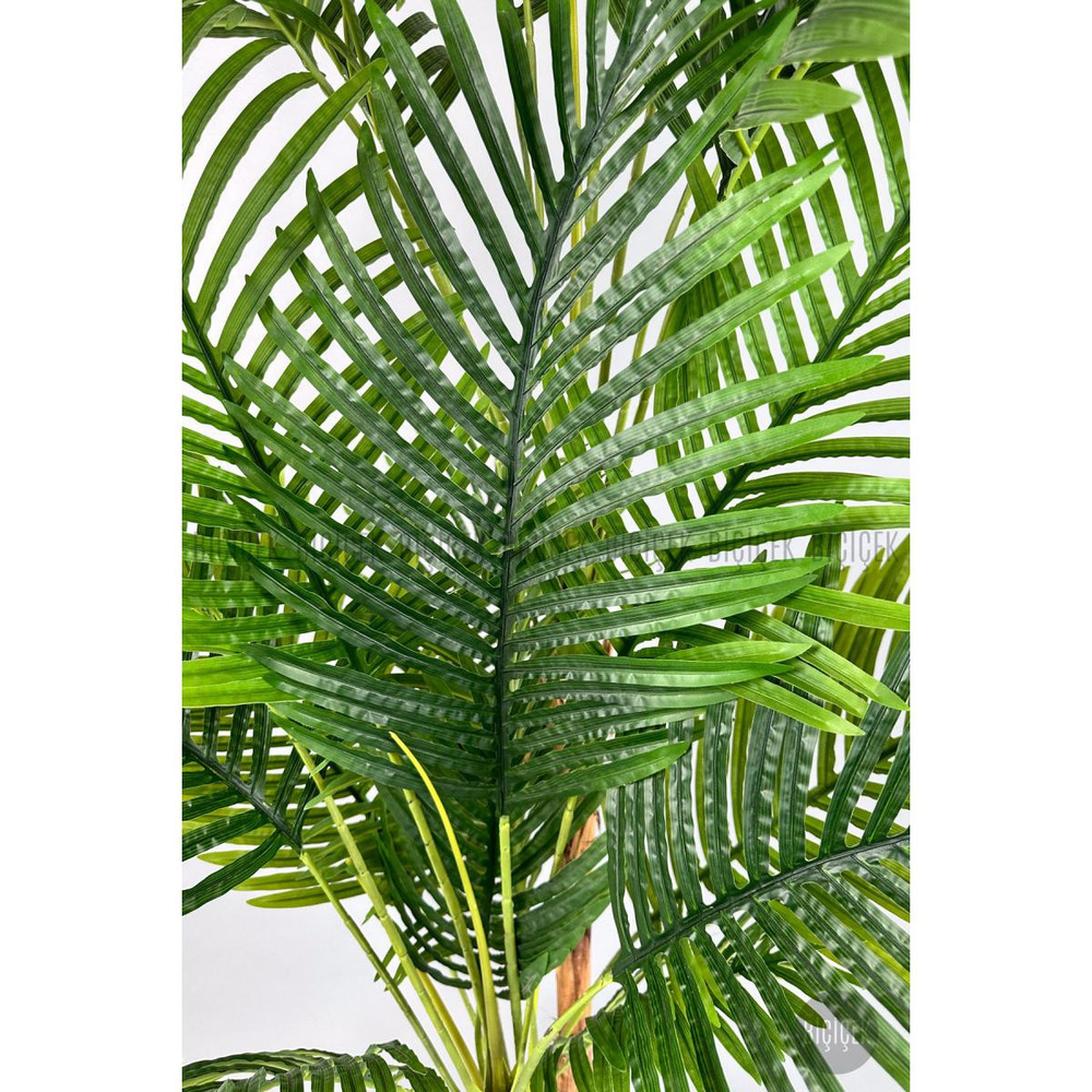 Biçiçek Areka Ağacı 220-240 Cm Beyazgala görseli 6