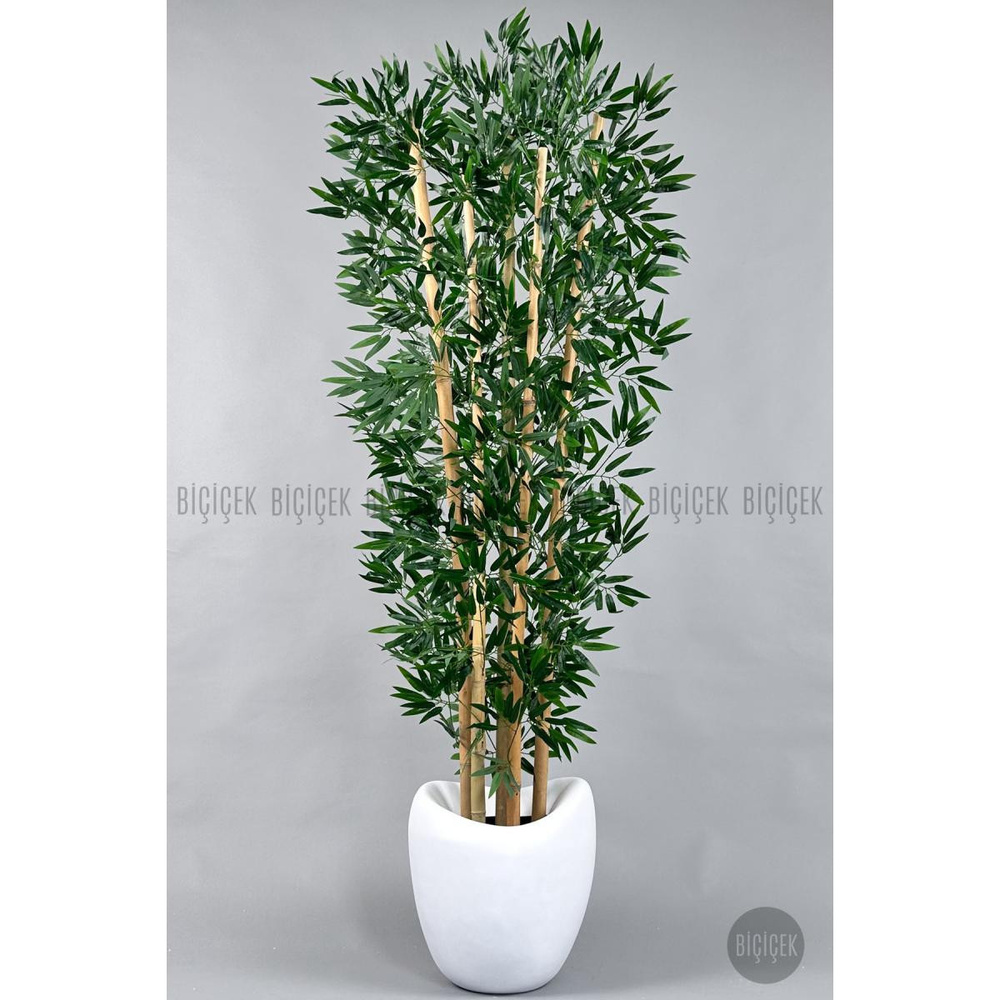 Biçiçek Zen Bambu Ağacı 220-240 Cm Fiber Saksıda Beyazfiber2 görseli 1