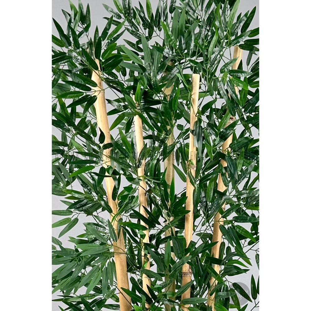 Biçiçek Zen Bambu Ağacı 220-240 Cm Fiber Saksıda Beyazfiber2 görseli 3